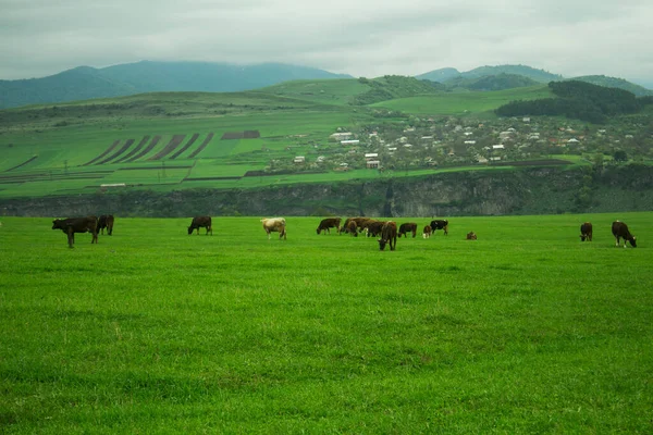 日中は緑の畑で牛を飼い — ストック写真