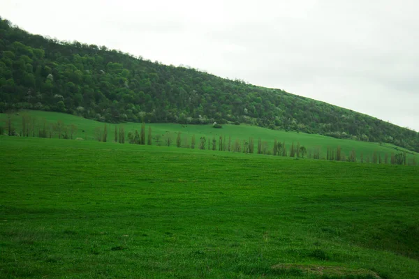 green fields and forest on a hill during the day