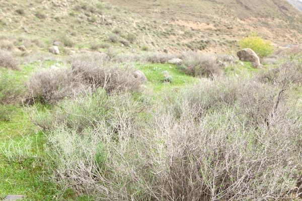 Gün boyunca kuru çalılarda dikenler