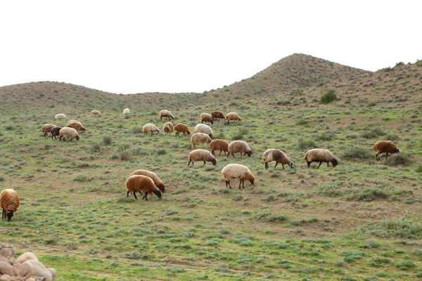 Schafe Auf Dem Feld Fressen Gras — Stockfoto