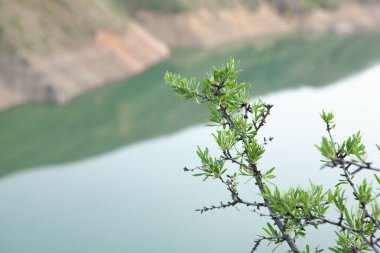 Akşamları uçurumun kenarına bitki dikerim.