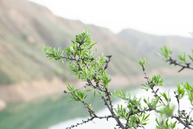 Akşamları uçurumun kenarına bitki dikerim.