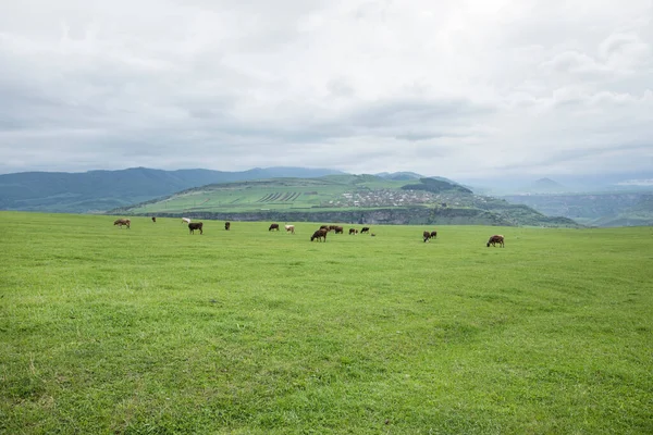 Корови Пастух Зеленому Полі Протягом Дня — стокове фото