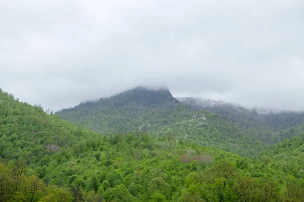 Forêt Sur Montagne Brouillard Sur Elle Dans Soirée — Photo