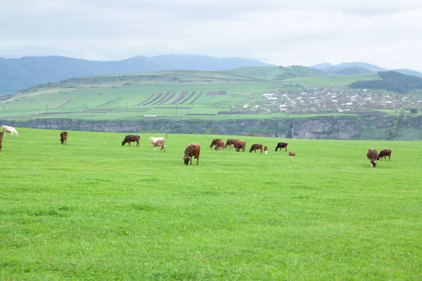 Tehenek Zöld Mezőn Napközben — Stock Fotó