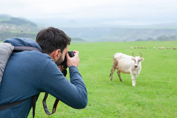 Hombre Fotografiando Una Vaca — Foto de Stock