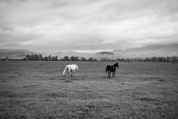 Cavalli Sul Campo Foto Bianco Nero — Foto Stock