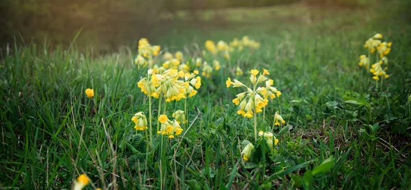 Wild Yellow Flower Green Field — Stock Photo, Image