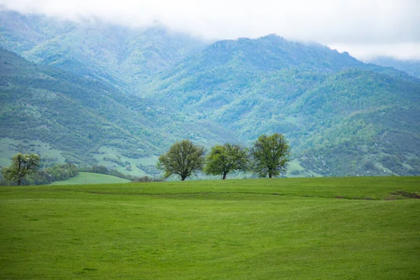 Flera Träd Fältet Mot Bakgrund Berget — Stockfoto