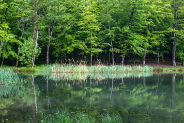 Yeşil ormandaki göl