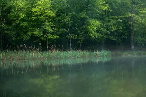 绿林中的一个湖 上面冒着蒸汽 — 图库照片