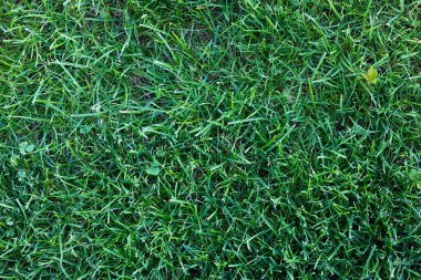 Arka plan olarak yeşil çimen. Yukarıdan görünüm