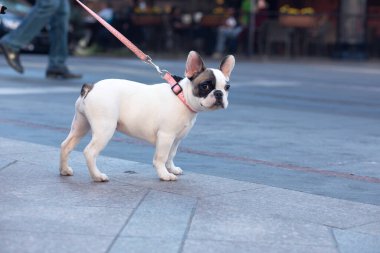 Fransız bulldog 'u sargı beziyle sokakta