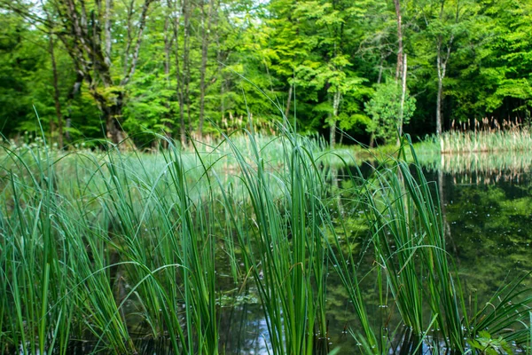 日中は湖のそばの草が — ストック写真