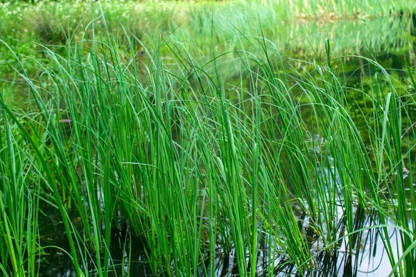 Grasses Water Lake Day — Stock Photo, Image