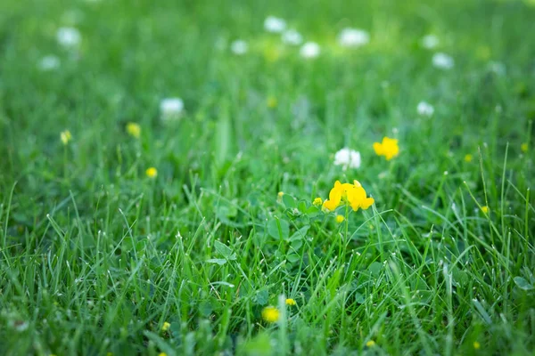 잔디밭에 야생노란 — 스톡 사진