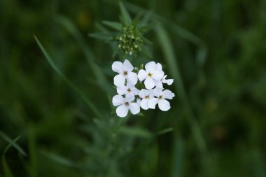 Baharda tarlada beyaz çiçekler