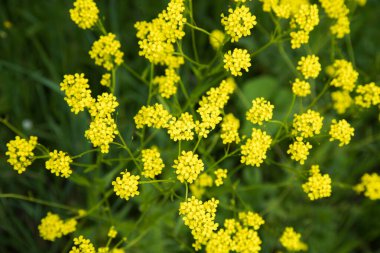 Baharda tarlada sarı çiçekler