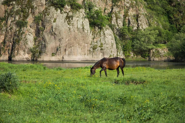 Cavallo Mangia Erba Vicino Fiume Vicino Una Grande Roccia — Foto Stock