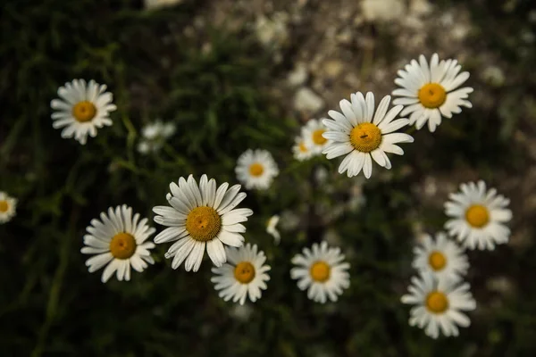 Margherite Sul Campo Primavera — Foto Stock