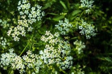 # Arazide vahşi beyaz çiçek #