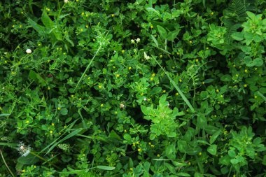 Sahanın arka planında yeşil çimenler