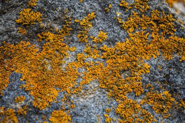 Taşın üzerinde paslı yosun var. doğal arkaplan