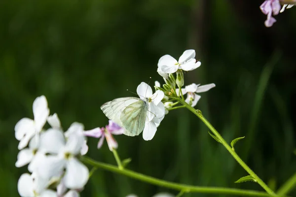 White Butterfly Flower — Stock Photo, Image