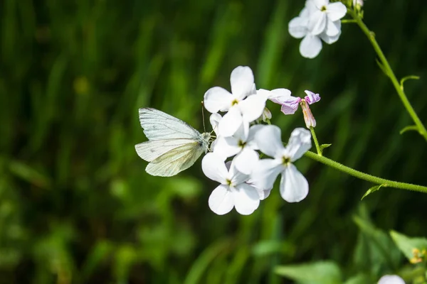 Mariposa Blanca Una Flor — Foto de Stock