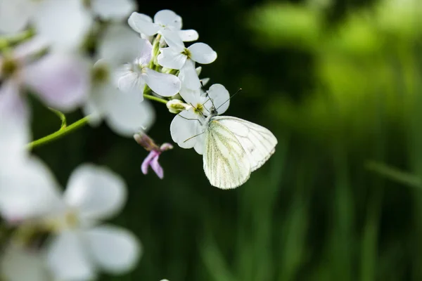 White Butterfly Flower — Stock Photo, Image