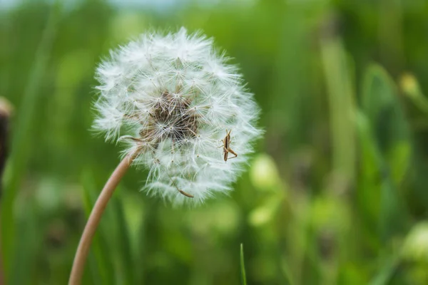 Mature Dandelion Grass — Photo