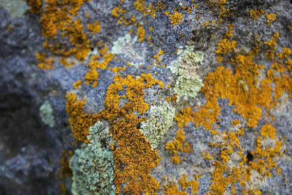 Musgo Oxidado Piedra Fondo Natural — Foto de Stock