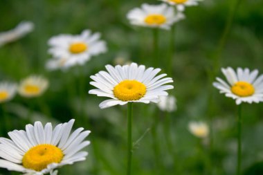 Baharda tarlada papatyalar