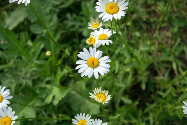 Gänseblümchen Auf Dem Feld Frühling — Stockfoto