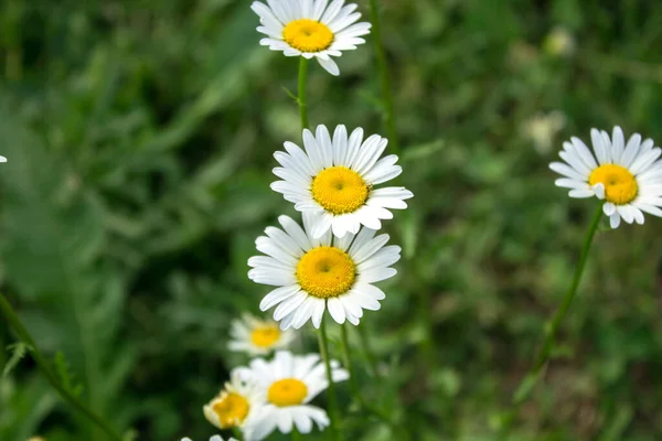 Margherite Sul Campo Primavera — Foto Stock