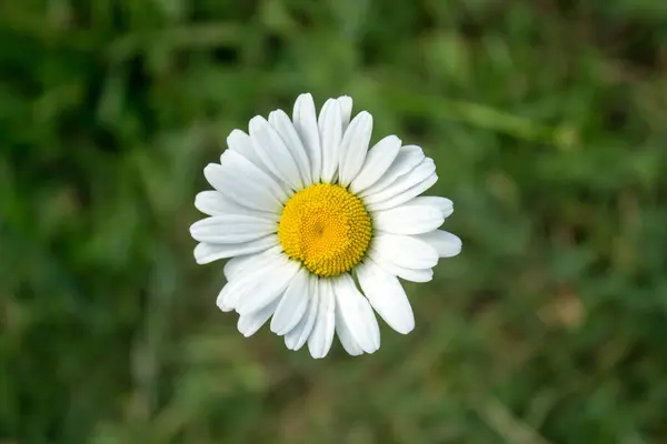 Margherite Sul Campo — Foto Stock