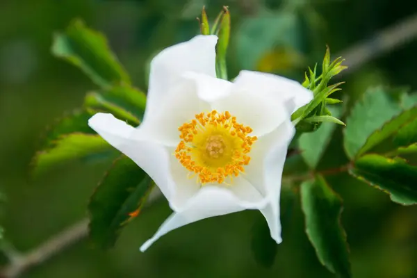 White Beautiful Rose Hip Flower — Stock Photo, Image