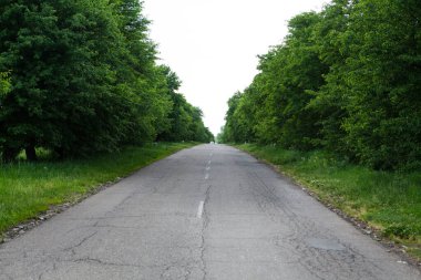 Ağaçların arasındaki yol.