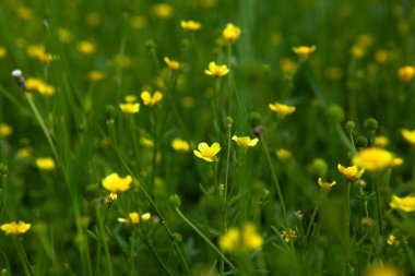 Baharda tarlada sarı çiçekler