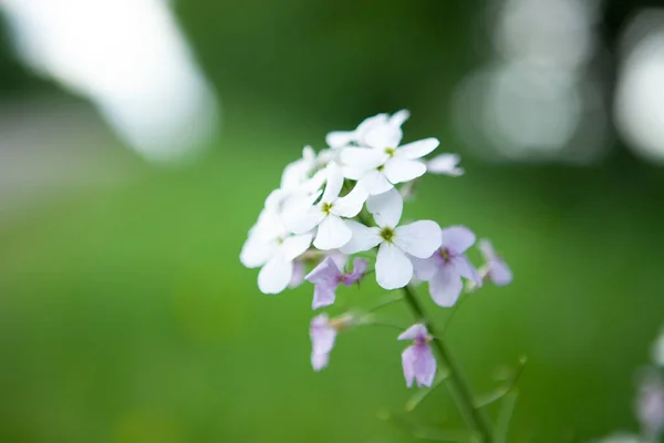 Wild White Flower Field — Stock Photo, Image