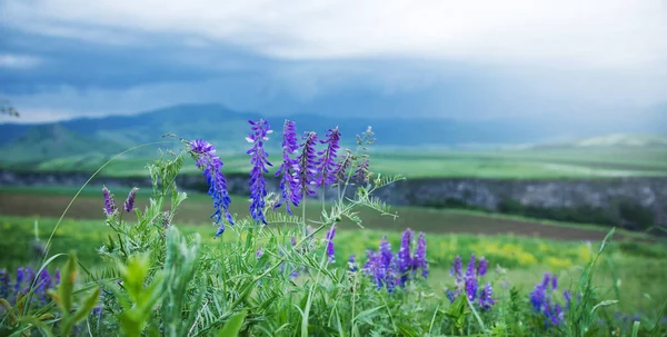野生の紫色の花を咲かせ — ストック写真