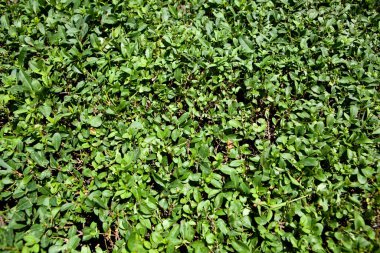 Sahanın arka planında yeşil çimenler