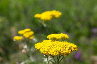 Yeşil alanda yabani sarı çiçek