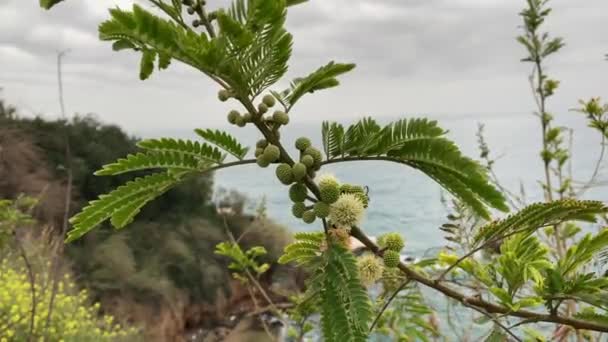 Akazien Blühen Des Mimosenbaums Acacia Pycnantha Goldwickel Frühling Aus Nächster — Stockvideo