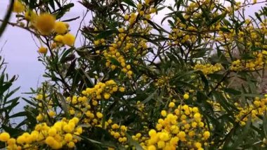 Tüylü yumuşacık çiçekleri olan Mimosa ağacı. Sarı mimoza ağacının arka planı. Tatil kavramı ve mimoza çiçeği süslemesi