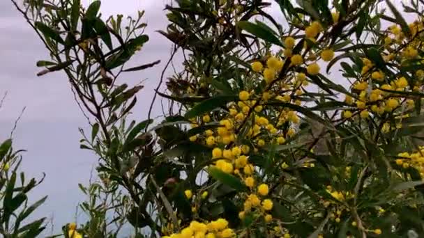 ふわふわの柔らかい花の束を持つミモザの木 黄色のミモザの木の背景 休日やミモザの花の装飾の概念 — ストック動画