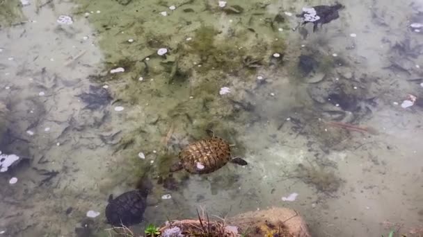 Red Eared Sea Turtle Swims Water Pond Looking Food Hunts — Stock Video