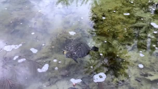 Las Tortugas Marinas Orejas Rojas Nadan Agua Del Estanque Busca — Vídeo de stock