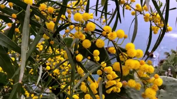 ふわふわの柔らかい花の束を持つミモザの木 黄色のミモザの木の背景 休日やミモザの花の装飾の概念 — ストック動画