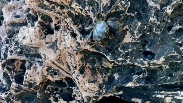 绿色的砖匠蟹沿着海滨在石头和岩石上奔跑 — 图库视频影像